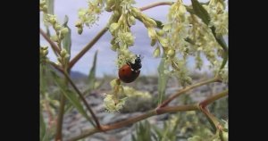Дикорастущие цветы байкальских побережий и гор