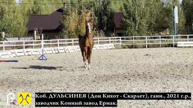 Коб. ДУЛЬСИНЕЯ (Дон Кихот - Скарлет), ганн., 2021 г.р., заводчик Конный завод Ермак.