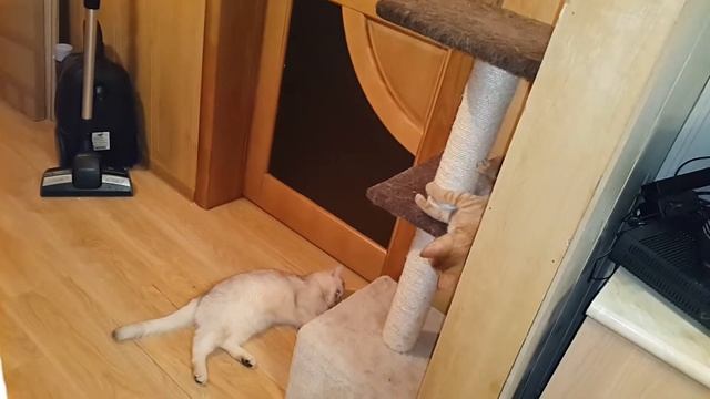 11 января 2016 г. смотреть онлайн