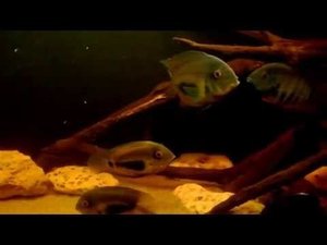 Аквариум с северумами