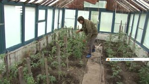 Дачники Ачинского района опасаются неурожайного года из-за холодного лета