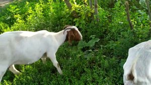 Бурские козы