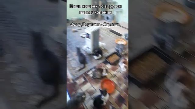 #саратов #вдобрыерукисаратов #верностьсаратов
