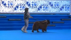 WDS 2016 /видео для внутреннего пользования, публичное размещение запрещено/