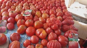 Самые вкусные биф томаты 2022 года для открытого грунта!