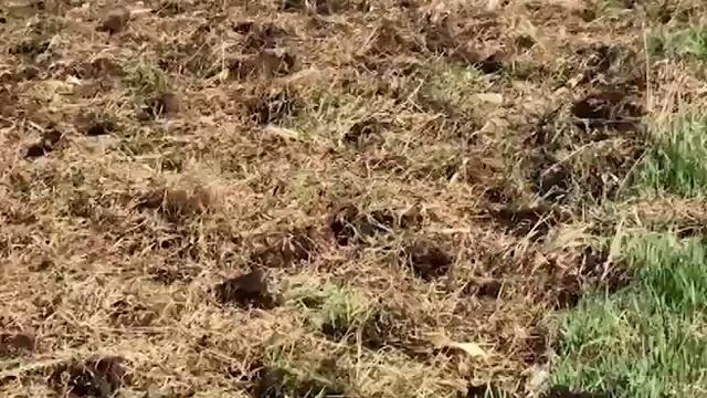 Новинка !!! Дискатор лущильник БОРС 9 отзыв работа обзор смотреть онлайн