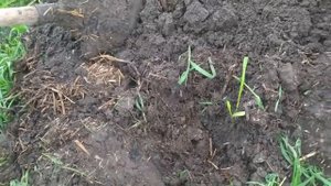 Рыба выпрыгивает из воды Идем на рыбалку с удочкой