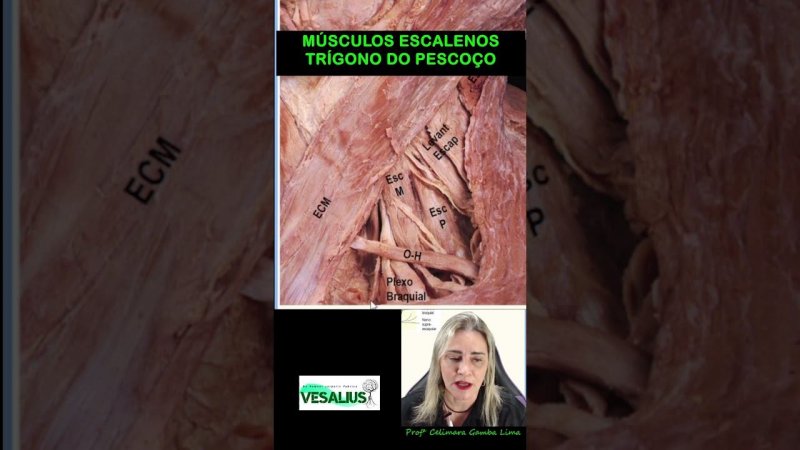 Anatomia: músculos escalenos #medicina #anatomia #pescoço