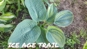 Хоста ICE AGE TRAIL не стабильность стрекетных сортов...