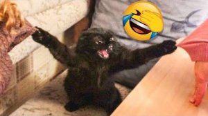 Самые смешные видео с животными #104