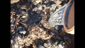 Reedbed Sewage Treatment Systems for Environmental Pollution yes advert IV