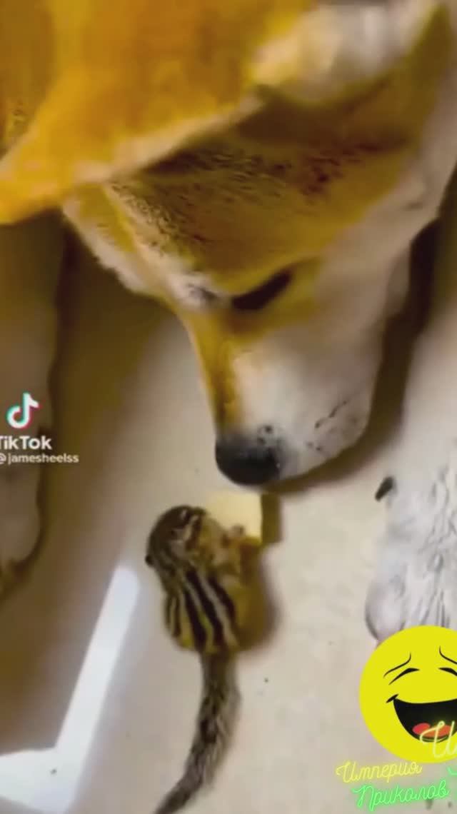 Собачки, Кошки и другие домашние питомцы!