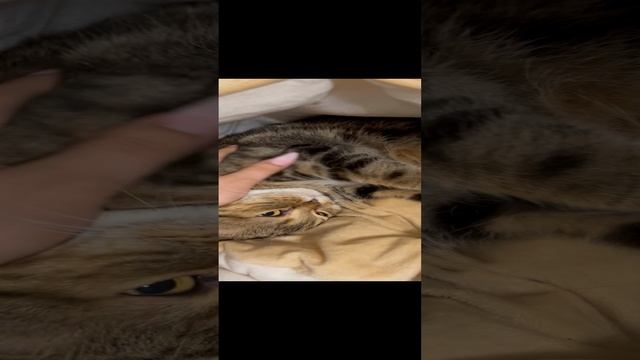 Шотландская вислоухая кошка 🐱