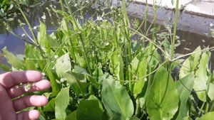 Частуха подорожниковая. Alisma plantago-aquatica