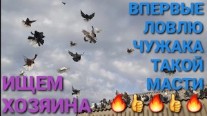🔥🔥🔥 Ищу хозяина чужого голубя. 🔥🔥🔥 Впервые ловлю чужака такой масти.