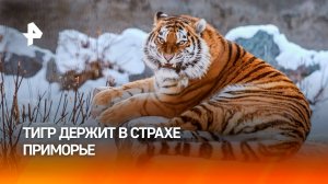 Тигр держит в страхе целый поселок в Приморье / РЕН Новости