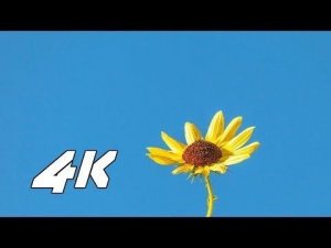 4k video ultrahd demo hisense for 4k oled tv