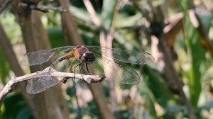 12586639_2880_2160_30fps