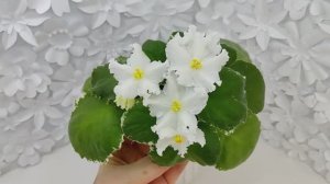 Фиалка ЛИС-Поиграй Снежинками