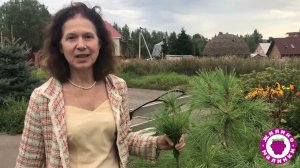 Сосна с историей в Жилино-Малинках