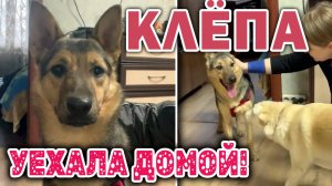 КЛЁПА (сестра МАРУ) уехала домой!! Пока на испытательный срок. Удачи, малышка!!