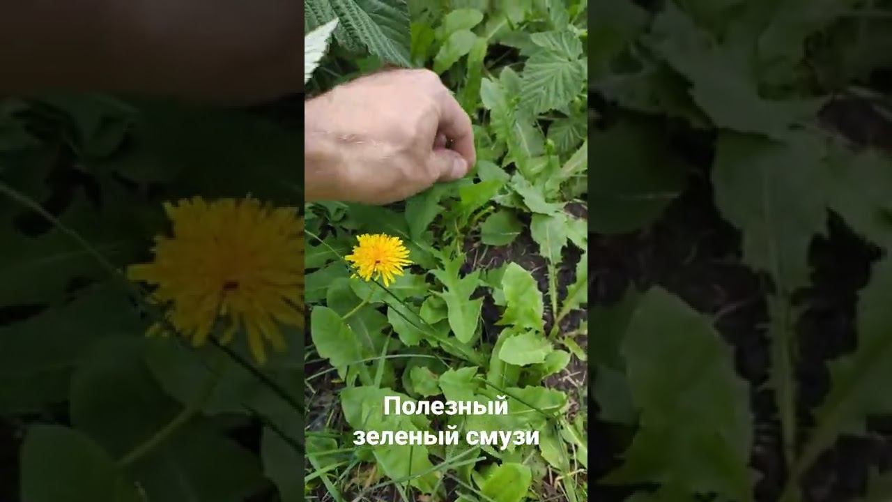 #зеленыйсмузи#смузи#смузирецепт