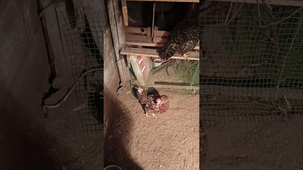 Наседка.