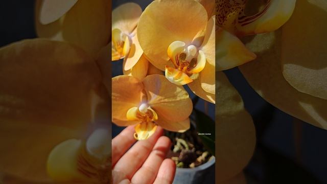 Phal. LTNA832 (Sin Yuan Golden Beauty-Sogo Yukidian ‘V-3’)’ES’ Первое цветение орхидеи Карина