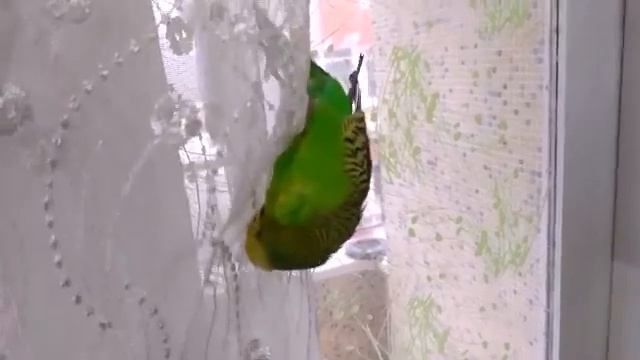 Волнистый попугай Кеша🐦Хулиганит🐦попугайчик Кеша говорит 🐦