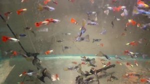 Новые гуппи