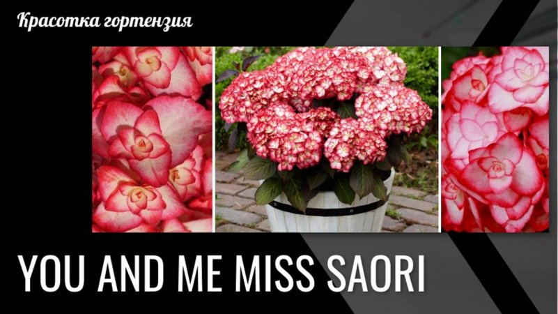 Гортензия крупнолистная Мисс Саори (Miss Saori)