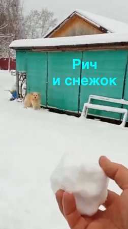 Рич и снежок ❄️