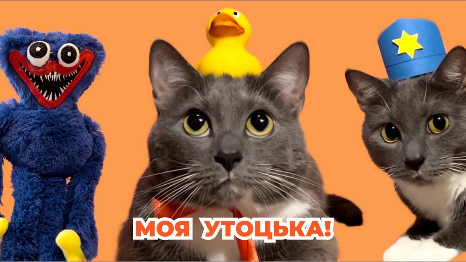 Школа котиков видео