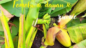 Готовим банановое дерево к зиме. Как зимует банановое дерево в Краснодаре.