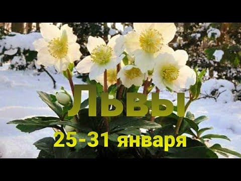 Львы Недельный прогноз 25-31 января