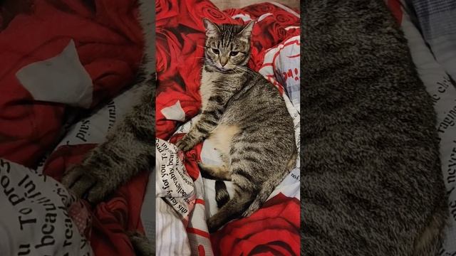 Помогите пожалуйста кормами ! 
12 Хвостиков !
#помощьживотным