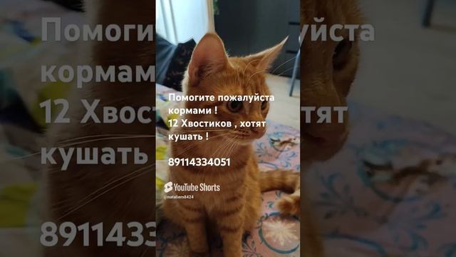 Малыш ! #помощьживотным #котики