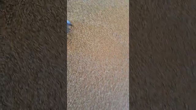 Как очистить кукурузу дешево от сорняков смотреть онлайн