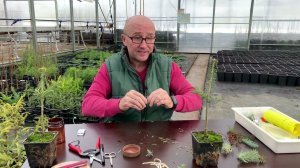 Как прививать пихты