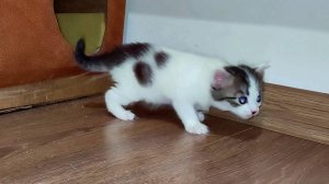 Котенок ищет свою маму. Котята мяукают.