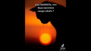 Как понять то что кошка умрёт