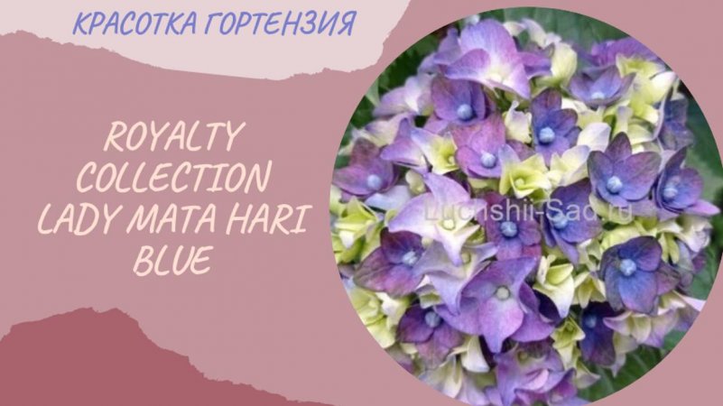 Гортензия  крупнолистная Royalty collection lady mata hari blue в начале роспуска