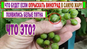 🍇 Никогда ТАК не обрабатывайте виноград. Что будет, если ОПРЫСКАТЬ виноград в ПОЛДЕНЬ в самую ЖАРУ?