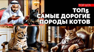 Cамые дорогие кошки в мире!