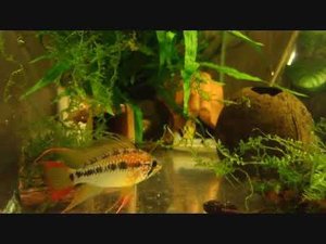 Апистограмма Виджета Apistogramma viejita red