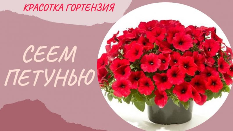 Сажаем семена Петуньи