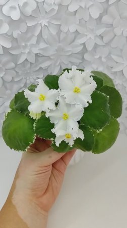 Фиалка ЛИС-Поиграй Снежинками