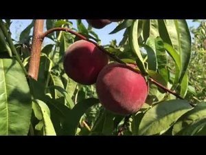 Персик Роял Маджестик в интернет- магазине тм Дивосад