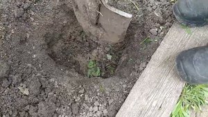 Сажаем огурцы в КРАПИВУ: Огурцы в открытом грунте