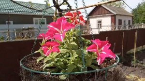 Высадила помидоры на бамбук, а огурцы в мешки с землей Обзор на наш сад и огород